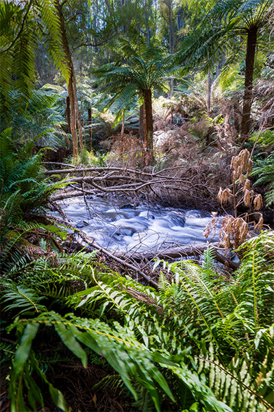 Warburton - Redwood Forest VIC