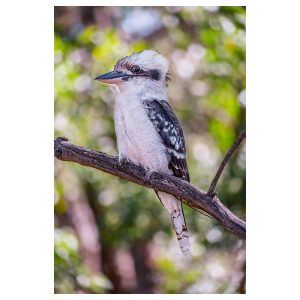 Kookaburra Print