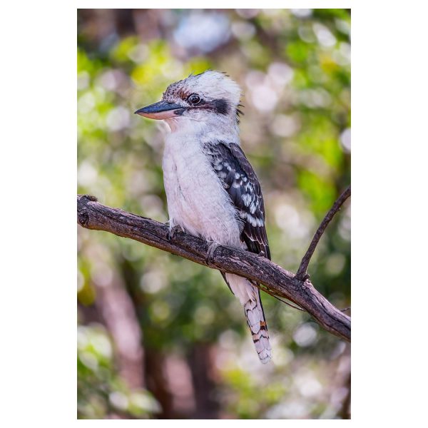 Kookaburra Print