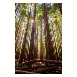 California Redwoods in Warburton VIC