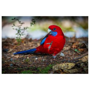 Rosella Print